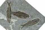 Plate With Three Knightia Fish Fossils - Bottom Cap Layer #269793-1